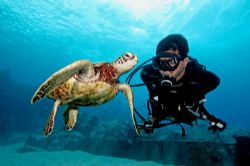 In Hawaii you can expect to dive with Green sea turtles o... by Stuart Ganz 
